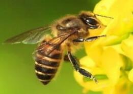 蜜蜂养殖交流群